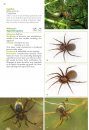 Basisgids Spinnen [Basic Guide to Spiders]