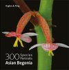 Asian Begonia