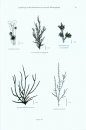 A Field Key to the British Brown Seaweeds (Phaeophyta)