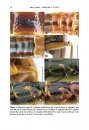 ZooKeys 664: A Revision of the Oriental Species of Bolitogyrus Chevrolat (Coleoptera, Staphylinidae, Staphylininae)