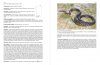Anfibi e Rettili di Sardegna: Guida Fotografica [Amphibians and Reptiles of Sardinia: Photographic Guide]