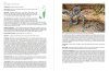 Anfibi e Rettili di Sardegna: Guida Fotografica [Amphibians and Reptiles of Sardinia: Photographic Guide]