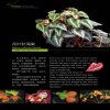 Cultivation and Appreciation of Wild Begonia [English / Chinese]