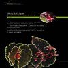 Cultivation and Appreciation of Wild Begonia [English / Chinese]