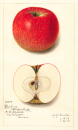 The Illustrated History of Apples in the United States and Canada (7-Volume Set)