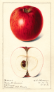 The Illustrated History of Apples in the United States and Canada (7-Volume Set)