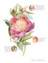 The Watercolour Flower Painter's A to Z
