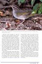 Peterson Reference Guide to Sparrows of North America