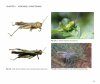 Jago's Grasshoppers of East and North East Africa, Volume 3