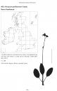 Atlas of British and Irish Hawkweeds