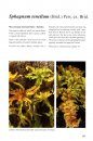 Sphagnum Mosses