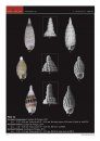 New Species of Cerithiopsidae (Gastropoda: Triphoroidea) from Papua New Guinea (Pacific Ocean)