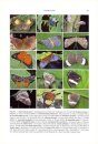 A Monograph of the Nymphidiina (Lepidoptera: Riodinidae: Nymphidiini)