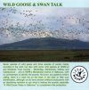 Wild Goose & Swan Talk