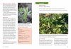 Mountain States Medicinal Plants