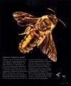 Bees of Australia
