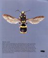 Bees of Australia