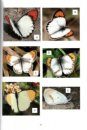 Zephyrus Hairstreaks from China, Volume 1 [English / Chinese]