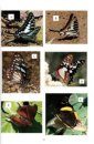 Zephyrus Hairstreaks from China, Volume 1 [English / Chinese]