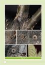 Zephyrus Hairstreaks from China, Volume 1 [English / Chinese]