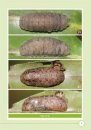 Zephyrus Hairstreaks from China, Volume 1 [English / Chinese]
