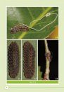 Zephyrus Hairstreaks from China, Volume 1 [English / Chinese]
