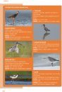 Crossbill Guide: Wadden [Dutch]