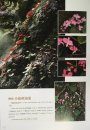 Begonia of China [English / Chinese]