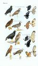 Field Guide to the Birds of Suriname