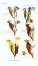 Field Guide to the Birds of Suriname