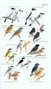 Field Guide to the Birds of Suriname