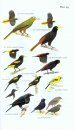 Field Guide to the Birds of Suriname