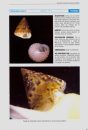 Guía de los Moluscos Marinos de Galicia [Guide to the Marine Mollusks of Galicia]