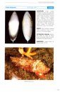 Guía de los Moluscos Marinos de Galicia [Guide to the Marine Mollusks of Galicia]