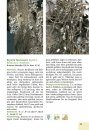 Flechten & Moose: 290 Arten Schnell Erkennen [Lichens & Mosses: Quickly Identifying 290 Species]