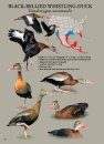 North American Ducks, Geese & Swans