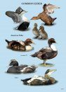 North American Ducks, Geese & Swans