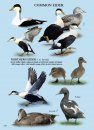 North American Ducks, Geese & Swans