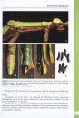 A Taxonomic Guide to the Stick Insects of Sumatra, Volume 1