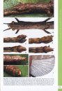 A Taxonomic Guide to the Stick Insects of Sumatra, Volume 1