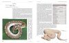 Python regius: Atlas der Farbmorphen - Pflege und Sucht [Python regius: Atlas of Colour Morphs - Keeping and Breeding]
