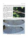Pictorial Handbook on Dragon and Damselflies (Odonata: Insecta) of Mangroves of Sunderbans