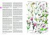 A Field Guide to the Wildflowers of Hima Fakiha and the Adjoining Region