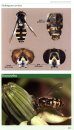 Field Guide to the Flower Flies of Northeastern North America