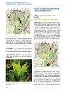 Flora der Region Trier [Flora of the Region of Trier] (2-Volume Set)