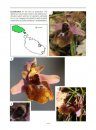 Orchids of the Maltese Islands