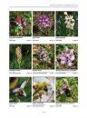 Orchids of the Maltese Islands