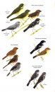 Birds of Trinidad & Tobago