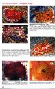 Nudibranch & Sea Slug Identification: Indo-Pacific