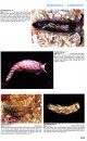 Nudibranch & Sea Slug Identification: Indo-Pacific